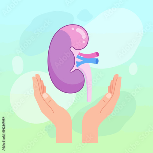 Kidney health care concept, hands holding a healthy kidney with blood vessels, medical illustration