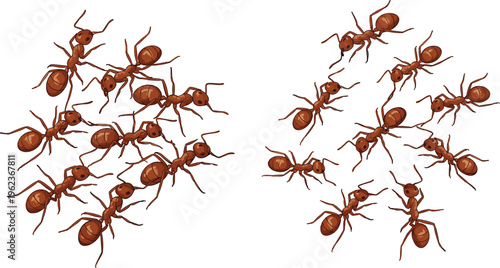 Ants collection with detailed realistic insect illustrations, crawling red ants group in different poses, nature wildlife vector set isolated on white background