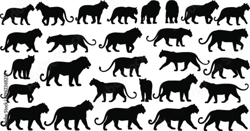 Big cat silhouettes collection with lions, tigers and panthers in walking poses, wild predator animal shapes set, vector illustration isolated on white background