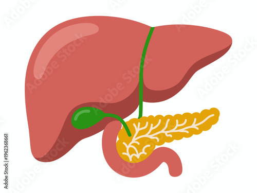 Simplified of human liver gallbladder and pancreas organs in red green and yellow colors