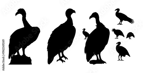 Vulture set with solid black silhouette perched on branch featuring sharp beak, desert, predator with vector and line art