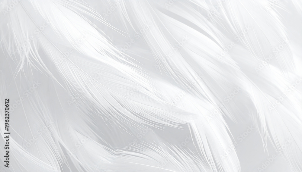 Obraz premium Close up of white feathers texture background with soft airy appearance