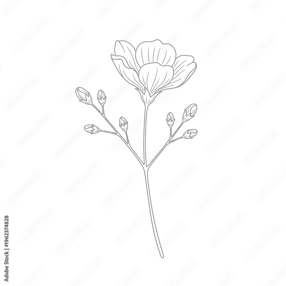 Obraz premium Elegant Line Art Illustration of a Delicate Flower with Buds on a White Background