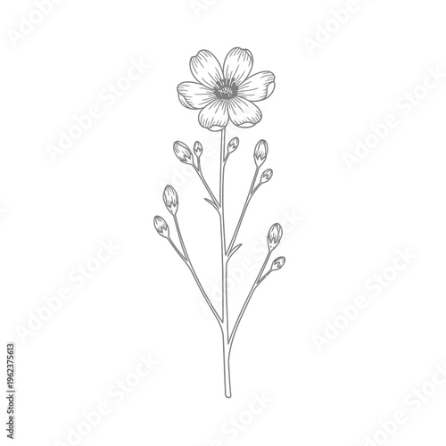 Delicate Flax Flower and Buds Line Drawing - Botanical Illustration