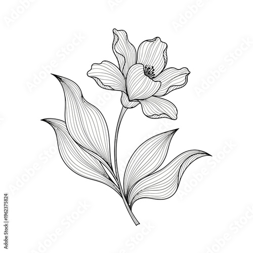 Elegant floral illustration with delicate petals and leaves, line art drawing