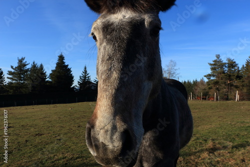 selfie de cheval gris