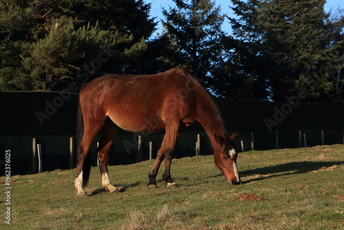 cheval roux