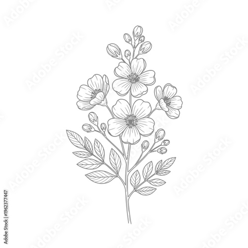 Delicate botanical illustration of a flowering branch with buds and leaves in grey line art