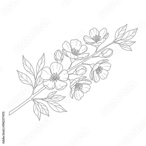 Delicate Cherry Blossom Branch with Flowers and Leaves, Line Art Illustration