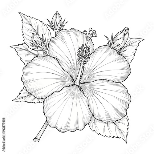 Detailed Black and White Hibiscus Flower Illustration with Leaves and Buds