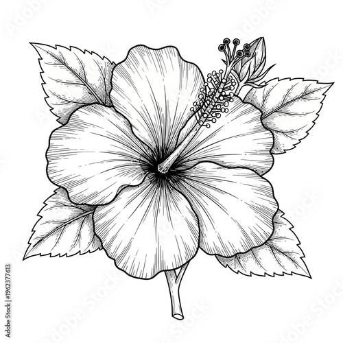 Detailed Black and White Hibiscus Flower Illustration with Leaves and Bud