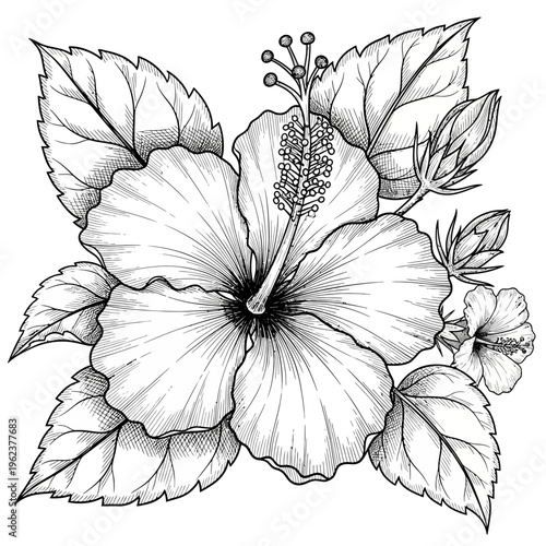 Detailed Black and White Hibiscus Flower Illustration with Leaves and Buds
