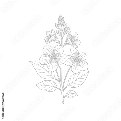 Elegant line art illustration of a flowering plant with delicate petals and leaves