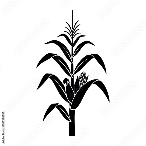 Corn plant with leaves and ear of corn.