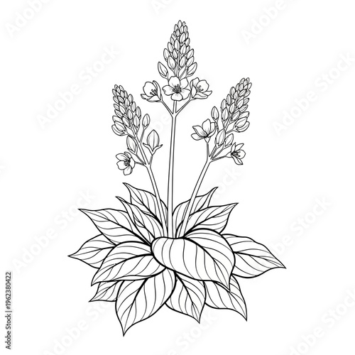 Botanical illustration of a flowering plant with large leaves and multiple flower spikes