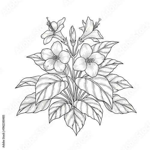 Botanical illustration of a flowering plant with large leaves and delicate blossoms