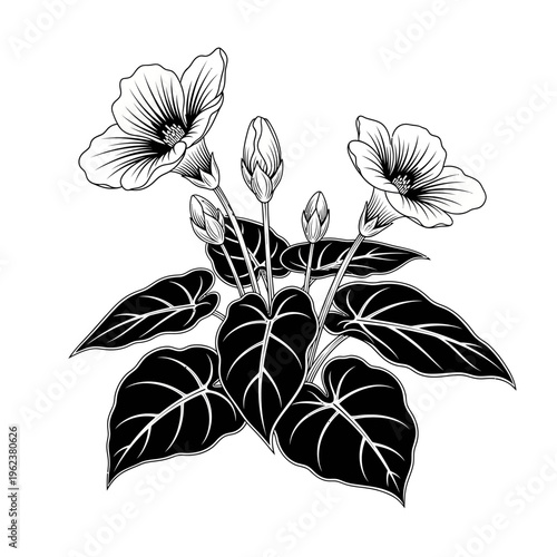 Black and white illustration of a flowering plant with large leaves and buds