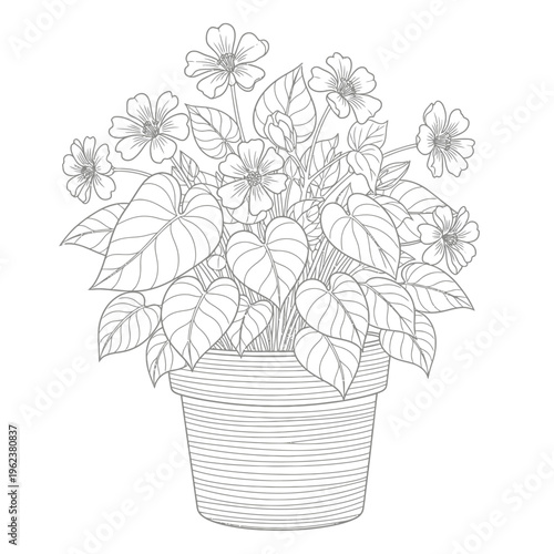 Potted flowering plant with large heart-shaped leaves and delicate blossoms, line art illustration