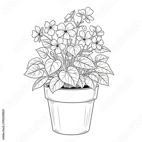 Potted flowering plant with heart-shaped leaves and delicate blossoms, line art illustration