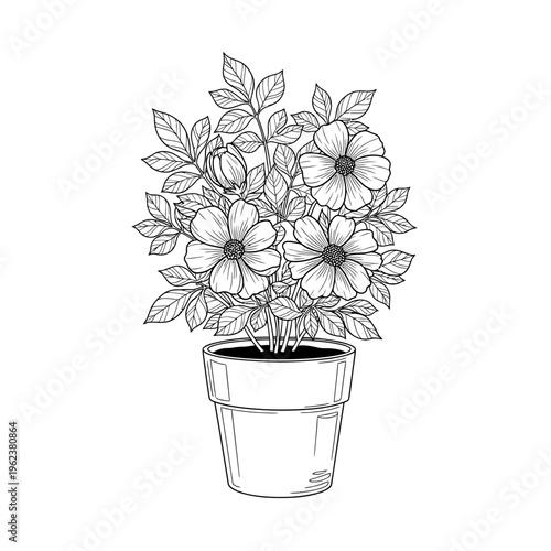 Potted Flower Plant Drawing: Blooming Anemones in a Pot, Black and White Botanical Art