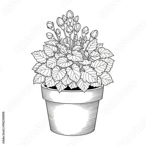 Potted Begonia Plant with Buds and Leaves, Black and White Line Drawing
