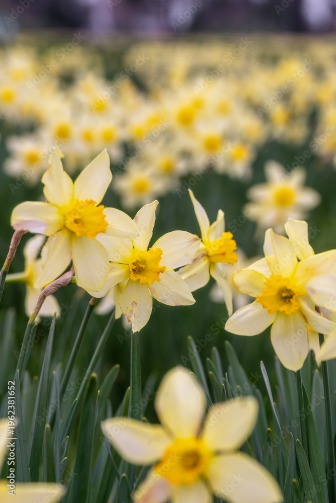 Obraz premium Campo fiorito di narcisi in primavera