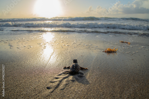 Εκτύπωση καμβά Baby sea turtle hatchling crawling toward ocean at sunrise.