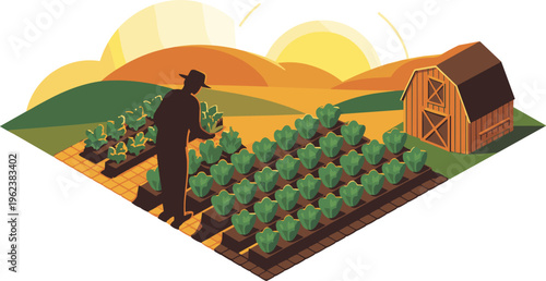 Isometric farmer harvesting vegetables in organic farm with crop rows barn sunrise rural agriculture landscape cultivation countryside illustration