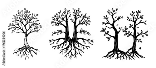 Trees and roots set with stark black silhouettes of trunks and intertwined roots featuring tree, root, leaf with nature and outline