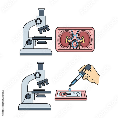 Microscope and Kidney Anatomy: Medical Research and Diagnostics