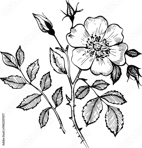 Vintage style botanical illustration featuring single wild rose flower accompanied by developing buds and serrated leaves on long elegant plant stems PNG