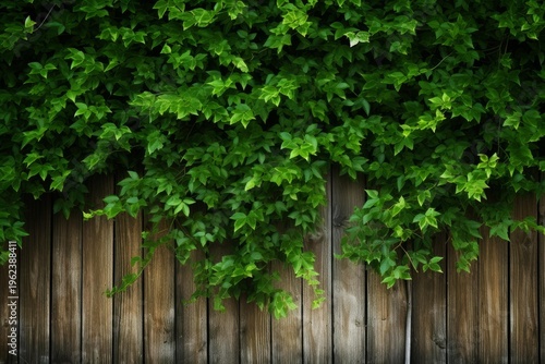 Vibrant green foliage covering top part of aged wooden planks creating natural backdrop