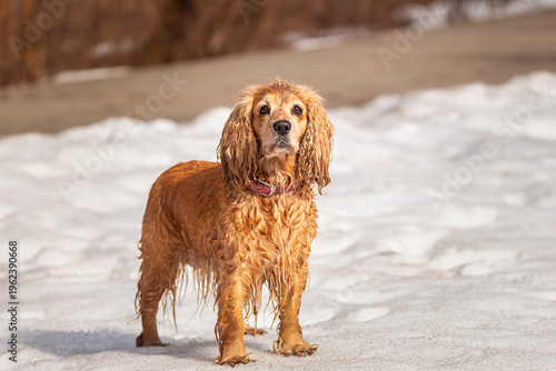 Cocker Spaniel walking the dog in a snowy winter forest