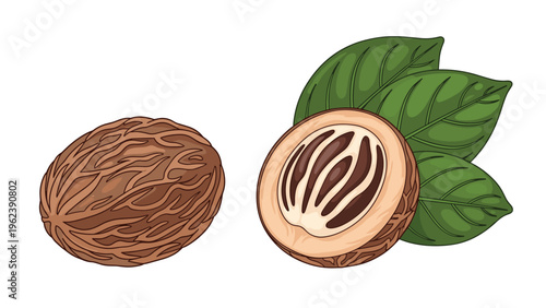 Realistic nutmeg spice illustration featuring a whole brown seed and a halved nut showing the intricate inner pattern with green leaves.