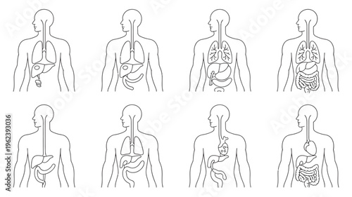 Eight human back outlines featuring various internal organs like the liver, stomach, and lungs.