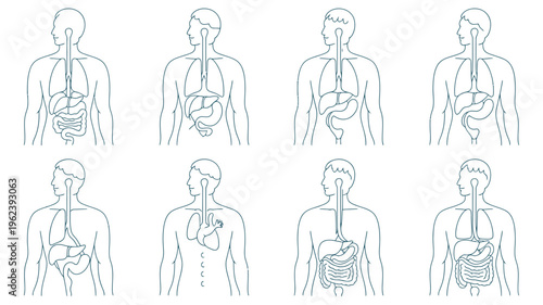 Eight human back outlines displaying various internal organs, predominantly highlighting lungs in blue.