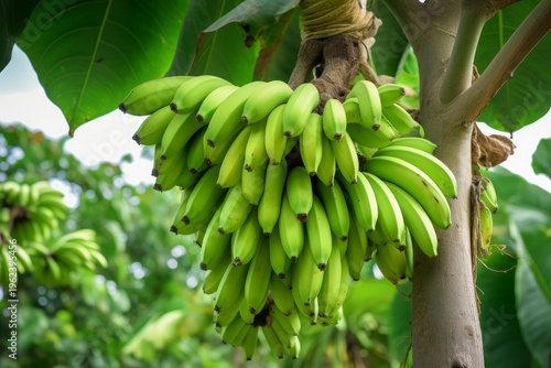 Green bananas grow in a bunch on a banana tree in a tropical plantation