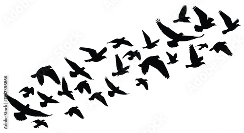 Silhouette of a large flock of birds flying in formation against a white background silhouette