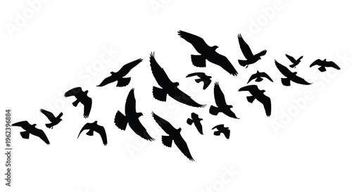Silhouette of a large flock of birds flying together in formation against a white background silhouette