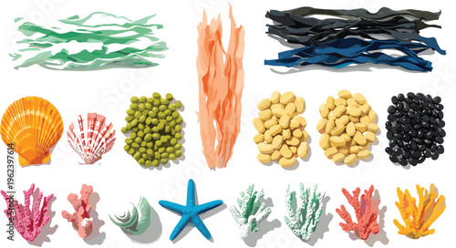 Seafood and marine elements collection with seaweed shells coral starfish and ocean objects vector illustration isolated on white background