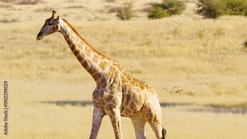 slow motion footage of a African giraffe walking in the wild forest. giraffe portrait walking in the wild forest