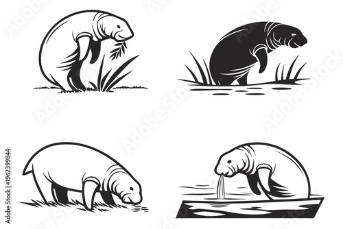 Manatee illustrations in various poses