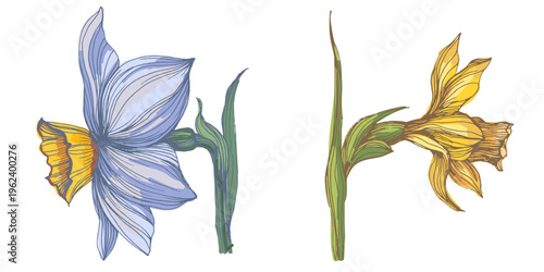 Bright yellow blooming narcissus flowers in spring garden, beautiful daffodil blossoms on green stems, seasonal floral background with sunny narcissus flowers