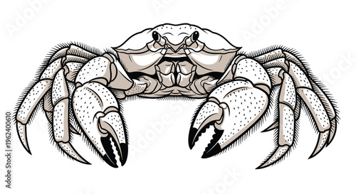 Powerful gray crab with large claws and hairy legs, facing forward with an intimidating presence, showcasing its detailed exoskeleton.