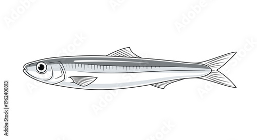 Slender silver and gray sardine fish, swimming horizontally, showcasing its streamlined body and distinct lateral line detail.
