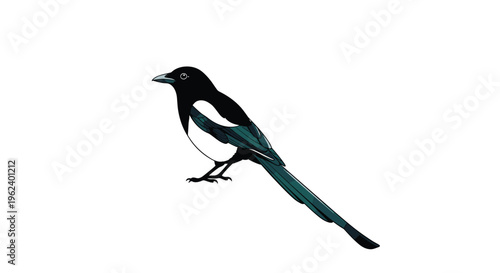 Elegant magpie bird, standing in profile, showcasing its glossy black and white plumage and long, graceful tail feathers.