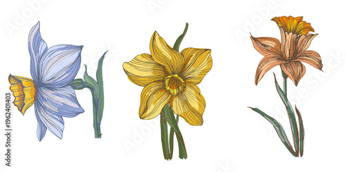 Bright yellow blooming narcissus flowers in spring garden, beautiful daffodil blossoms on green stems, seasonal floral background with sunny narcissus flowers