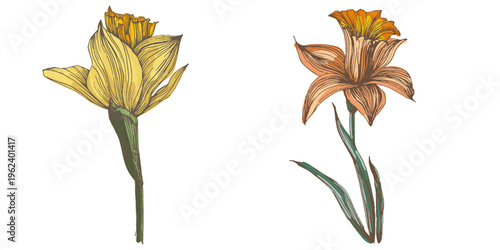 Bright yellow blooming narcissus flowers in spring garden, beautiful daffodil blossoms on green stems, seasonal floral background with sunny narcissus flowers