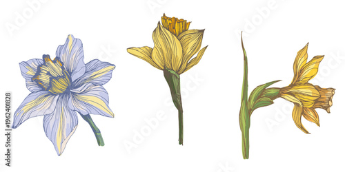 Bright yellow blooming narcissus flowers in spring garden, beautiful daffodil blossoms on green stems, seasonal floral background with sunny narcissus flowers