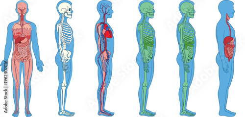 Human Body Systems Set with Nervous, Skeletal, Circulatory, Respiratory, and Digestive Anatomy Medical Vector Illustration